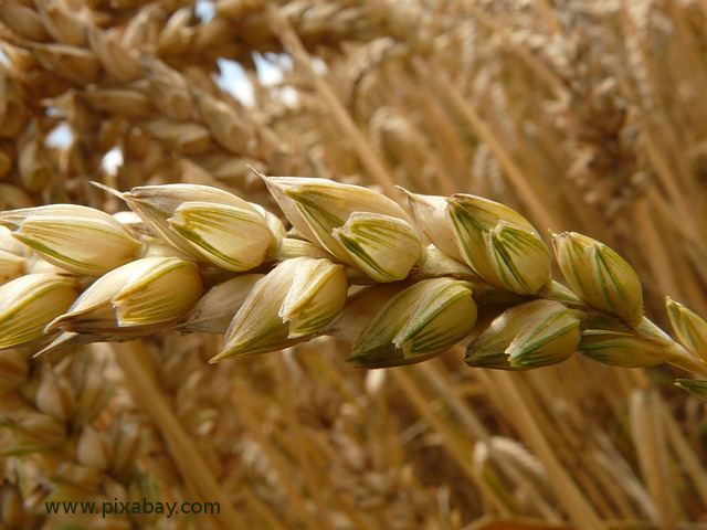 wheat-germ
