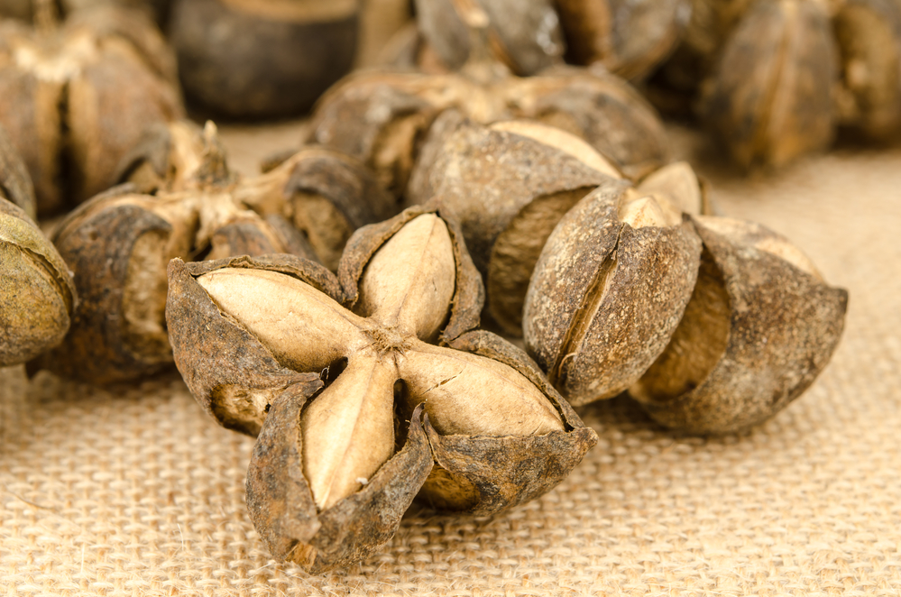 sacha inchi sacha inchi nuts
